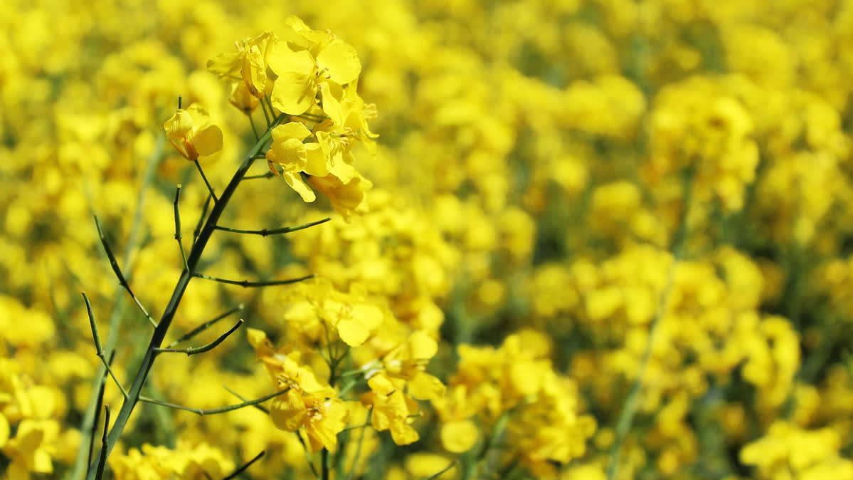 Rapeseed oil